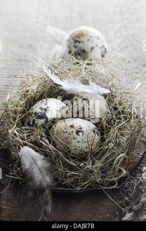 Quail eggs in bird nest on wooden background Stock Photo