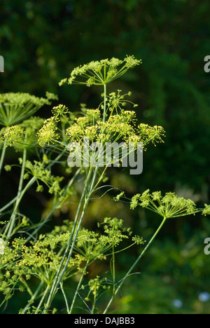 hog's fennel (Peucedanum officinale), blooming, Germany Stock Photo