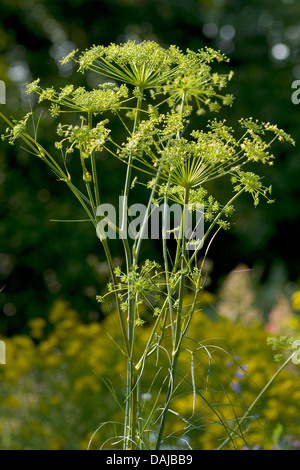 hog's fennel (Peucedanum officinale), blooming, Germany Stock Photo