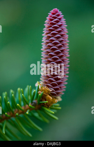 Norway spruce (Picea abies), blooming cone, Germany Stock Photo