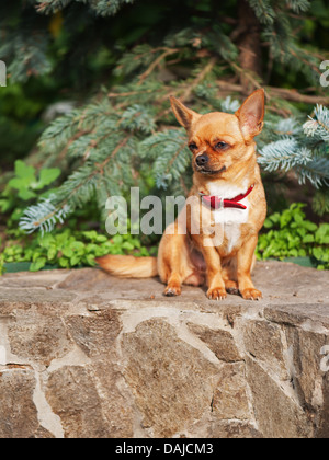 Red chihuahua dog sits on a granite pedestal. Seleсtive focus. Stock Photo