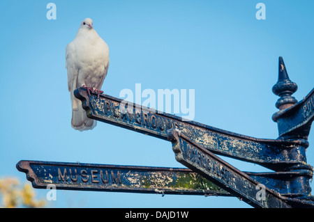 A white pigeon sitting on a signpost in St Albans, United Kingdom Stock Photo