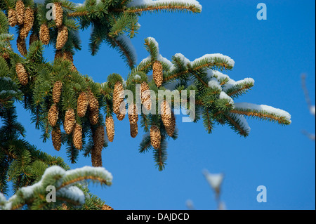 Norway spruce (Picea abies), snow-covered branch wi9th cones, Germany Stock Photo