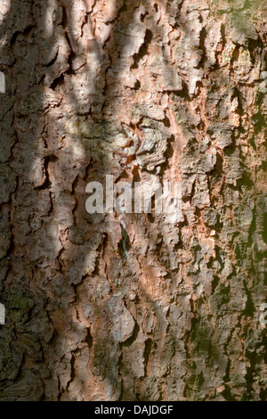 Serbian Spruce (Picea omorika), bark Stock Photo