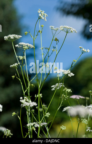 greater burnet saxifrage (Pimpinella major), blooming, Germany Stock Photo