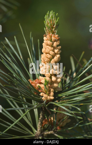 Scotch pine, Scots pine (Pinus sylvestris), branch with male flowers, Germany Stock Photo