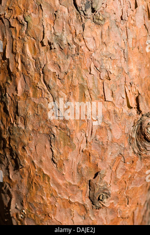 Scotch pine, Scots pine (Pinus sylvestris), bark, Germany Stock Photo
