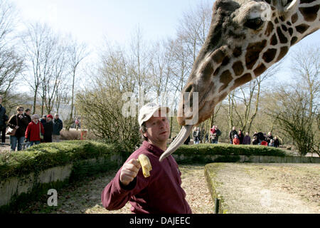 An animal caretaker feed a banana to a giraffe, which is stretching out her extended tongue at the zoo in Munster, Germany, 6 March 2011. Giraffes usually have tongues which in average around half a meter long. Photo: Michael Billig Stock Photo