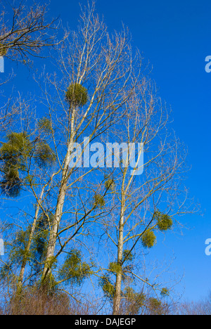 Canadian Poplar (Populus x canadensis), tree in winter with mistletoes, Visum album, Germany Stock Photo