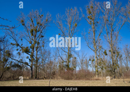 Canadian Poplar (Populus x canadensis), trees in winter with mistletoes, Visum album, Germany Stock Photo