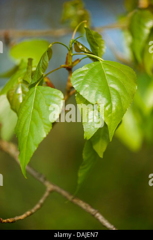 black poplar, balm of gilead, black cottonwood (Populus nigra), young leaves on a branch, Germany Stock Photo
