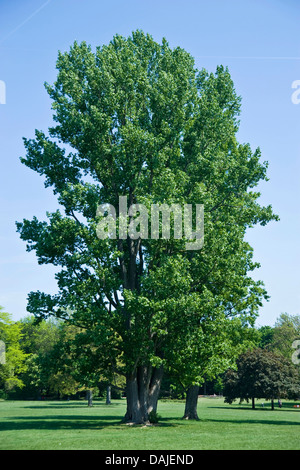 black poplar, balm of gilead, black cottonwood (Populus nigra), single tree in a park, Germany Stock Photo