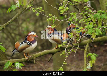mandarin duck (Aix galericulata), three mandarin ducks sitting side by side on a branch, Germany