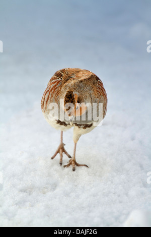 grey partridge (Perdix perdix), walking in the snow and searching food, Germany Stock Photo