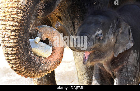 Baby elephant Soraya takes shelter under his mother Khaing Hnin Hnin at the zoo in Hanover, Germany, 10 April 2011. Soraya  is the youngest of five young elephants at the Hanover zoo and was named after Princess Soraya Esfandiary-Bakhtiari, the second wife and Queen Consort of Mohammad Reza Pahlavi, the late Shah of Iran. Photo: JULIAN STRATENSCHULTE Stock Photo