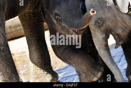 Baby elephant Soraya (L) plays with half-brother Felix at the zoo in Hanover, Germany, 10 April 2011. Soraya  is the youngest of five young elephants at the Hanover zoo and was named after Princess Soraya Esfandiary-Bakhtiari, the second wife and Queen Consort of Mohammad Reza Pahlavi, the late Shah of Iran. Photo: JULIAN STRATENSCHULTE Stock Photo