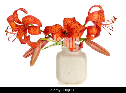 Gentle red garden lily minimalistic floral composition in ceramic jug. Iisolated on white Stock Photo