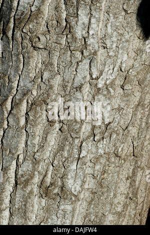 black poplar, balm of gilead, black cottonwood (Populus nigra), bark, Germany Stock Photo