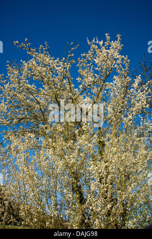 cherry plum, Myrobalan plum (Prunus cerasifera), blooming, Germany Stock Photo