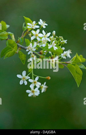 perfumed cherry, St Lucie cherry (Prunus mahaleb), blooming branch, Germany Stock Photo