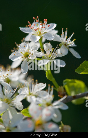 perfumed cherry, St Lucie cherry (Prunus mahaleb), blooming branch, Germany Stock Photo