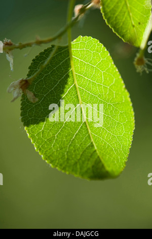 perfumed cherry, St Lucie cherry (Prunus mahaleb), leaf on a tree in backlight, Germany Stock Photo