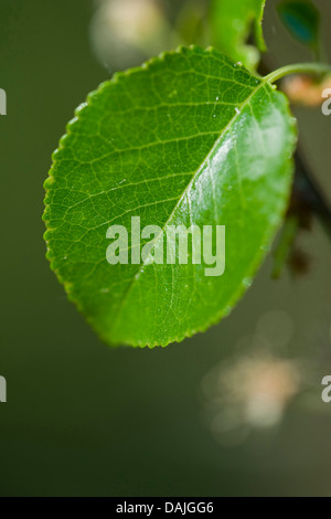 perfumed cherry, St Lucie cherry (Prunus mahaleb), leaf on a tree in backlight, Germany Stock Photo