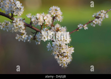 blackthorn, sloe (Prunus spinosa), blooming branch, Germany Stock Photo