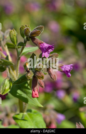 Soft lungwort (Pulmonaria mollis), blooming, Germany Stock Photo