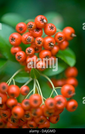 fire thorn, scarlet firethorn, burning bush (Pyracantha coccinea), branch with fruits Stock Photo