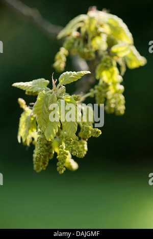 Turkey oak (Quercus cerris), branch with young leaves and blooming mal catkins Stock Photo