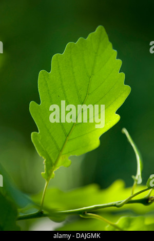 Sessile oak (Quercus petraea), leaves on a branch, Germany Stock Photo