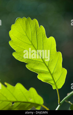 Sessile oak (Quercus petraea), leaves on a branch in backlight, Germany Stock Photo