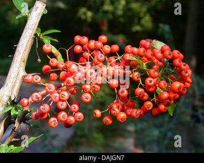 fire thorn, scarlet firethorn, burning bush (Pyracantha coccinea), branch with fruits Stock Photo