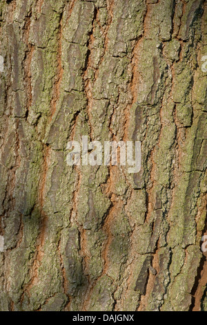 Sessile oak (Quercus petraea), bark, Germany Stock Photo