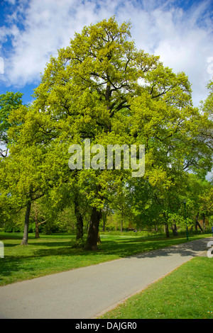 common oak, pedunculate oak, English oak (Quercus robur), tree in a park in spring, Germany Stock Photo