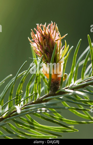 Douglas fir (Pseudotsuga menziesii), young cone Stock Photo