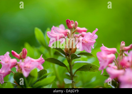 hairy alpine rose (Rhododendron hirsutum), blooming, Switzerland Stock Photo