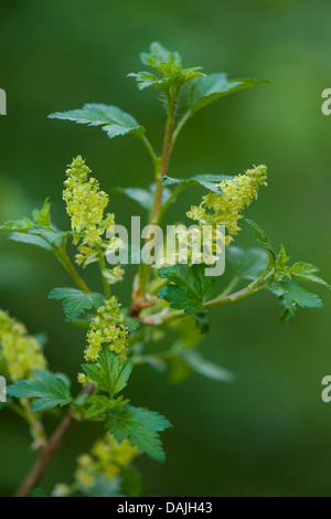 mountain currant (Ribes alpinum), blooming, Germany Stock Photo