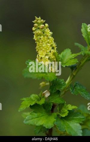 mountain currant (Ribes alpinum), blooming, Germany Stock Photo