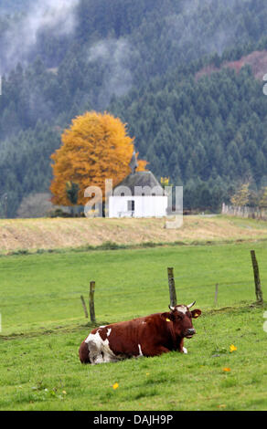 (dpa File) An archive picture, dated 6 November 2010, shows a cow lying on a meadow in Sundern-Endorf, Germany. Photo: Julian Stratenschulte Stock Photo