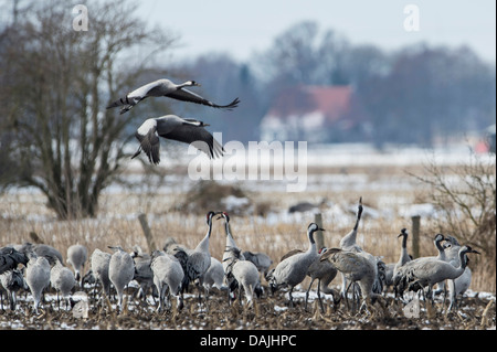 Common crane, Eurasian Crane (Grus grus), two cranes flying over a group on the feed, Germany, Lower Saxony, Oppenweher Moor Stock Photo