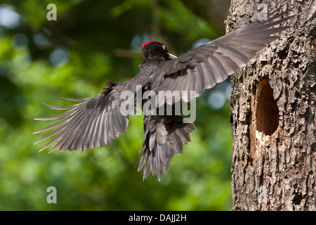 black woodpecker (Dryocopus martius), male landing at the nesting hole, Germany, North Rhine-Westphalia Stock Photo
