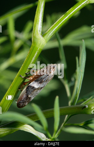 alder froghopper (Aphrophora alni), on a plant, Germany, Bavaria Stock Photo