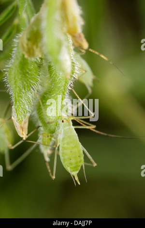 pea aphid (Acyrthosiphon pisum), at a crown vetch, Germany, Bavaria Stock Photo