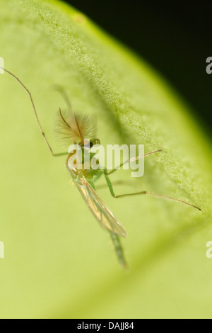 nonbiting midge (Chironomidae), Adult gnat, Germany, Bavaria Stock Photo