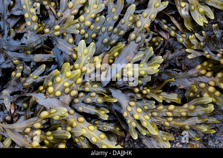Fucus vesiculosus. Bladderwrack Seaweed Stock Photo