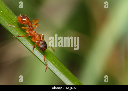 red myrmicine ant, red ant (Myrmica rubra), on a grass leaf, Germany, Bavaria Stock Photo