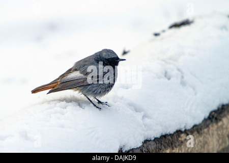 black redstart (Phoenicurus ochruros), male sitting in the snow, Germany, Bavaria Stock Photo