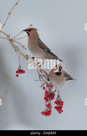 Bohemian waxwing (Bombycilla garrulus), two Bohemian waxwings sitting on a twig between red fruits of a viburnum, Germany, Bavaria Stock Photo